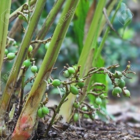 Graines de Cardamome vert (Elettaria cardamomum) | Price: 1,55 € 🌳🌼🌸🌿🌱🍉