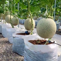 Como cultivar melões 0 - 1