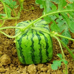 How to Grow a Square Watermelon 1.75 - 1