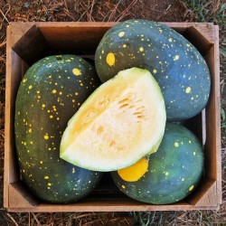 100 Seeds Yellow Fleshed Watermelon Moon and Stars 10 - 7