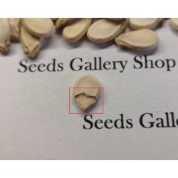 100 Seeds Yellow Fleshed Watermelon Moon and Stars 10 - 3