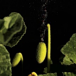 Squirting Cucumber Or Exploding Cucumber Seeds 3.5 - 2