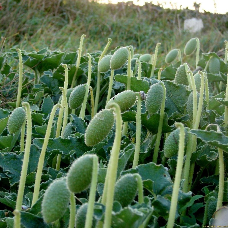 1.8 Spritzgurke Samen - Gurke des Teufels (Ecballium elaterium)
