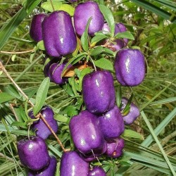 2.5 Graines de Billardiera longiflora (Purple Apple Berry)