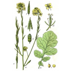 Semi di Senape Indiana (Brassica juncea) 1.95 - 5