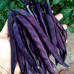 Blauhilde Bean Seeds 1.95 - 1