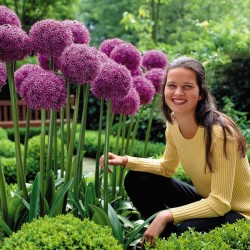 Riesiger Lauch Allium Sensation Mix - Zwiebeln 4.5 - 8