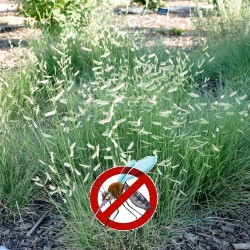 Semillas de hierba ornamental Pasto Navajita (Bouteloua gracilis) 1.45 - 3