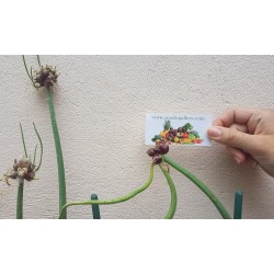 Многоярусный лук семена (Allium proliferum) 7.95 - 5