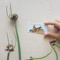 Многоярусный лук семена (Allium proliferum) 7.95 - 2