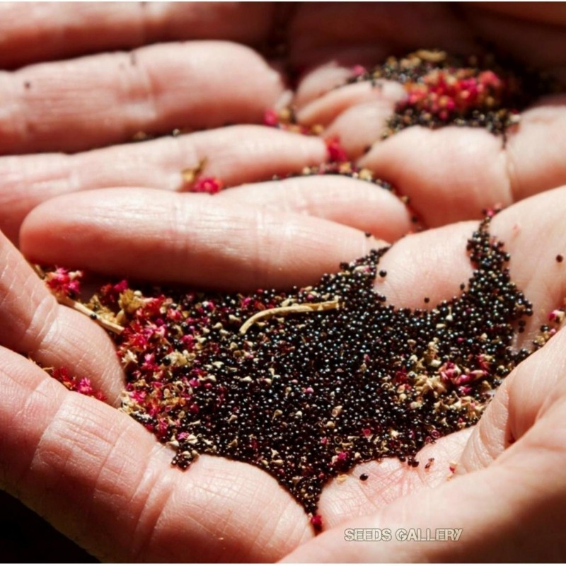 1.35 Black Amaranth Seeds (Amaranthus)