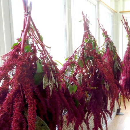 1.35 Black Amaranth Seeds (Amaranthus)