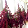 1.35 Black Amaranth Seeds (Amaranthus)
