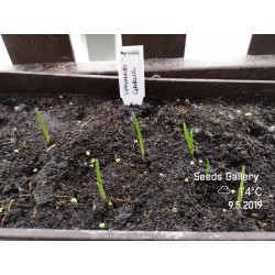 Kashmiri Garlic Seeds (Allium schoenoprasum) 1.85 - 4