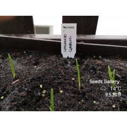 Kashmiri Garlic Seeds (Allium schoenoprasum) 1.85 - 5