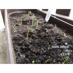 Kashmiri Knoblauch Samen (Allium schoenoprasum) 1.85 - 6