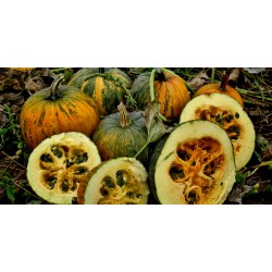 Oilseed Pumpkin - Naked Seeded Pumpkin Seeds 1.55 - 5