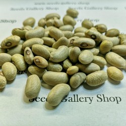 Green Beans Seeds SLAVONSKI ZELENI 1.35 - 1
