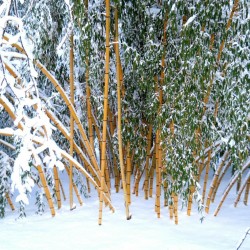 Madake, Giant Timber Bamboo Seeds 1.95 - 2