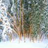 Madake, Bambu gigante de madeira Sementes  - 2