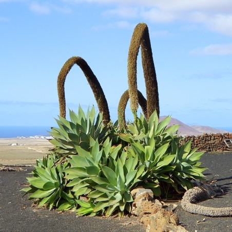 2.95 Graines de AGAVE À COU DE CYGNE (Agave attenuata)