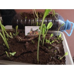 Pepparrotsrötter / plantor, klara för plantering 3.25 - 3