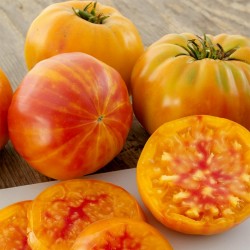 Beefsteak Tomato BIG RAINBOW Finest Seeds 2.5 - 4
