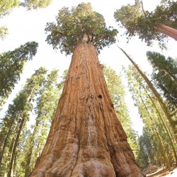 Mammutbaum / Riesenmammutbaum SAMEN 20pcs Winterhart Redwood 