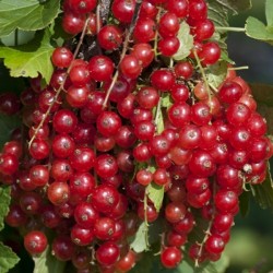 Graines Groseillier Fruits Rouges (Ribes rubrum) 1.95 - 4