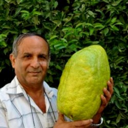 Giant Corsican Citron Seeds - 4 kg fruit (Citrus medica Cedrat) 3.7 - 1