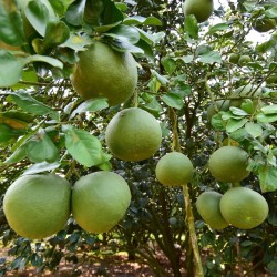 Citrus Grandis Pomelo Seeds (Citrus maxima) 1.95 - 1