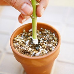 Hormone d'enracinement rapide, les boutures s'enracinant, améliorent la germination des graines 1.65 - 6