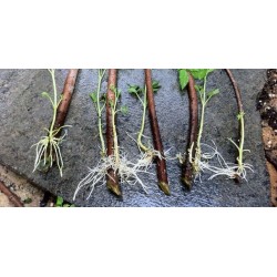 Fast Rooting Hormone Powder, Cuttings Rooting, Seeds Germination 1.65 - 4