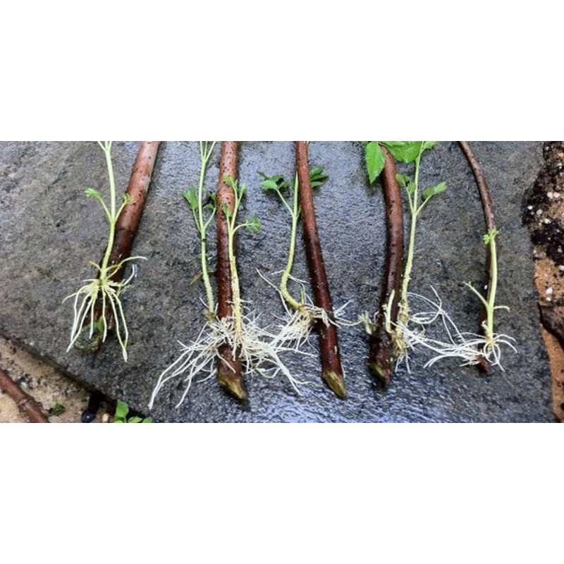 Fast Rooting Hormone Powder, Cuttings Rooting, Seeds Germination | Price: €1.85 🌳🌼🌸🌿🌱🍉