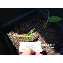 Σπόροι φυτό ΤΑΪΛΑΝΔΙΚΆ ΤΖΊΝΤΖΕΡ - GALANGAL (Alpinia galanga) 1.95 - 7