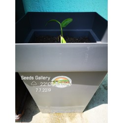 Σπόροι φυτό ΤΑΪΛΑΝΔΙΚΆ ΤΖΊΝΤΖΕΡ - GALANGAL (Alpinia galanga) 1.95 - 8