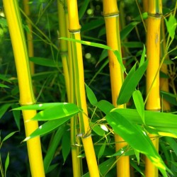 Semi di Bambù Cioccolato (Fargesia fungosa) 2.25 - 3