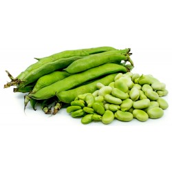 Fava Beans Seeds 2.55 - 6