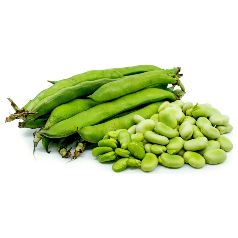 Fava Ogroman Pasulj Seme (Vicia faba)  - 7