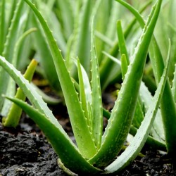 Samen Echte Aloe - Aloe Vera Kakteen Sukkulenten 4 - 5