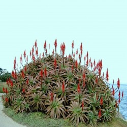 Krantz Aloe, Candelabra Aloe Seeds (Aloe arborescens) 4 - 4