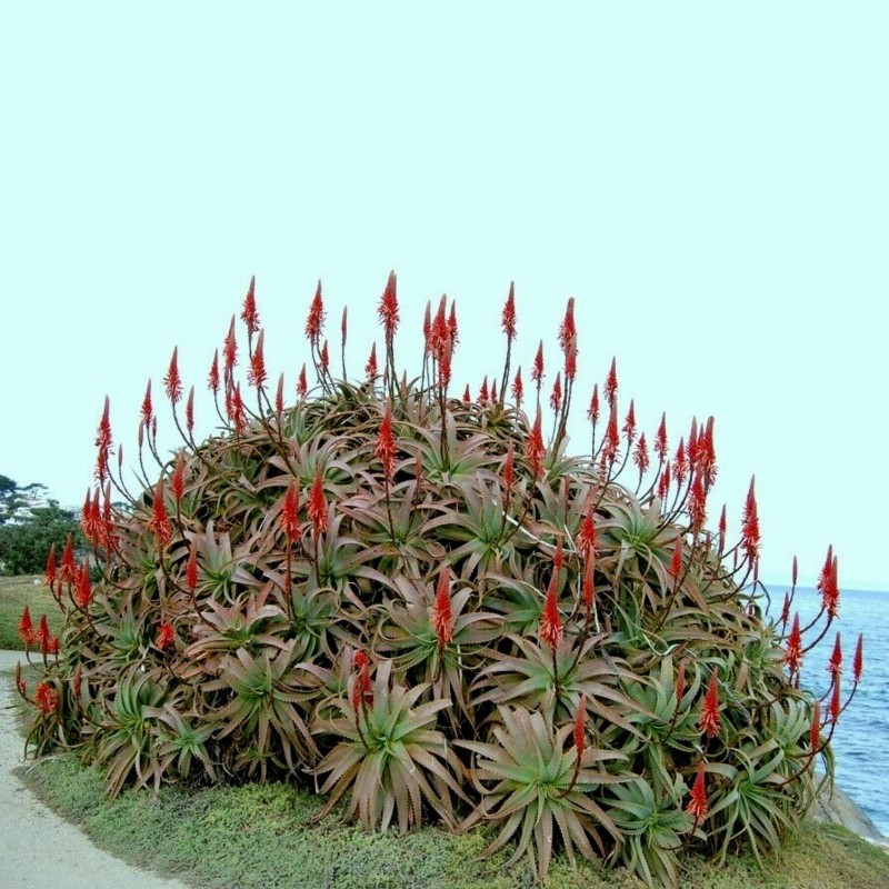 4 Sementes de Aloe do Natal (Aloe arborescens)