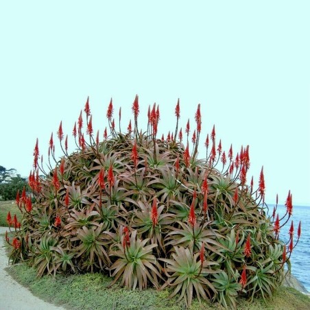 4 Graines de aloès arborescent (Aloe arborescens)
