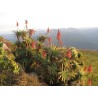 4 Graines de aloès arborescent (Aloe arborescens)
