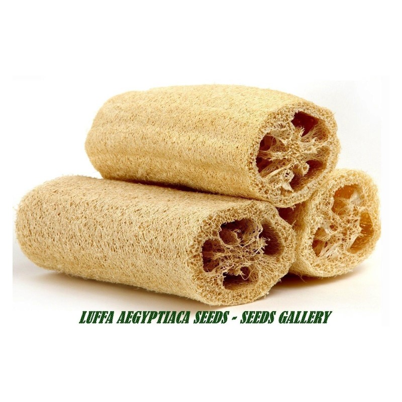 2.45 Giant Long Luffa Sponge Seeds (Luffa aegyptiaca)
