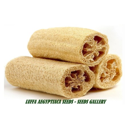2.45 Giant Long Luffa Sponge Seeds (Luffa aegyptiaca)