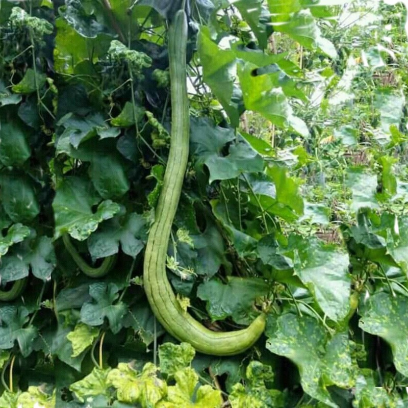 2.45 Giant Long Luffa Sponge Seeds (Luffa aegyptiaca)