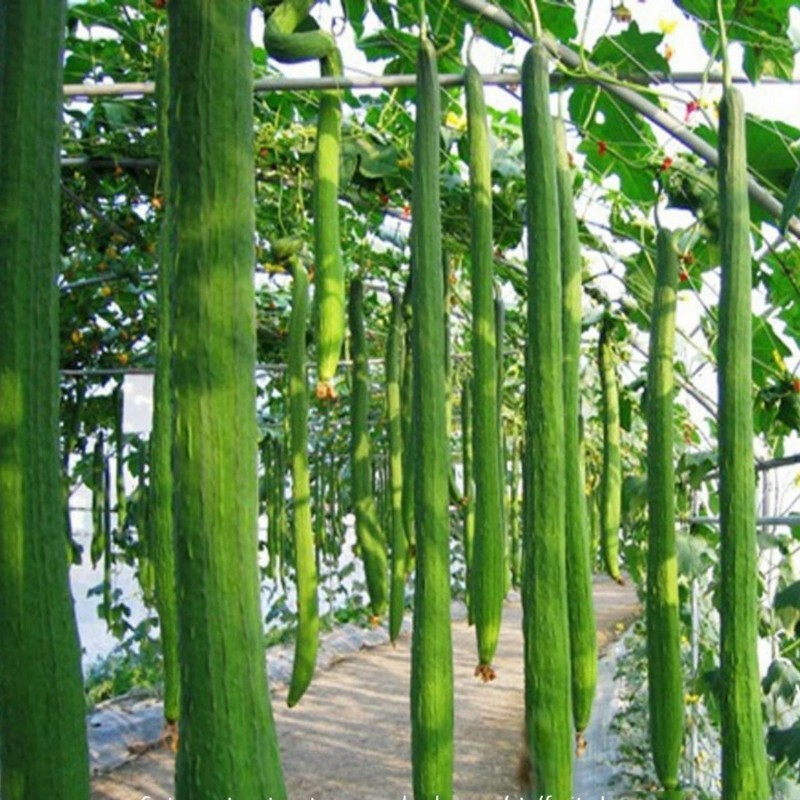 2.45 Giant Long Luffa Sponge Seeds (Luffa aegyptiaca)