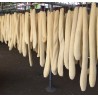 2.45 Giant Long Luffa Sponge Seeds (Luffa aegyptiaca)