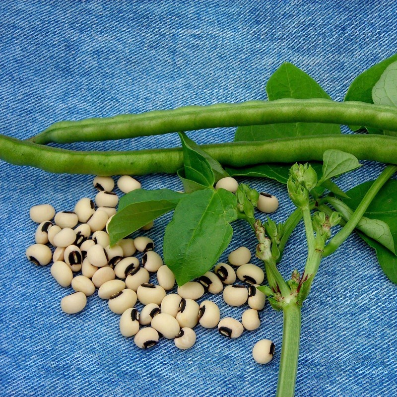 Cowpea-Samen (Vigna unguiculata)  - 2